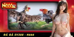 Luật chơi đá gà SV388